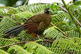 Gray-headed Chachalaca