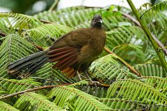 Gray-headed Chachalaca