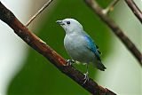 Blue-gray Tanager