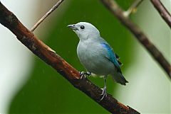 Blue-gray Tanager