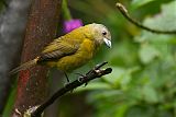 Passerini's Tanager