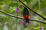 Passerini's Tanager