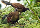 Gray-headed Chachalaca