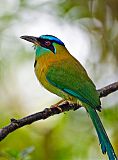 Blue-crowned Motmot