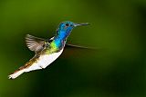 White-necked Jacobin