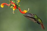 Rufous-tailed Hummingbird