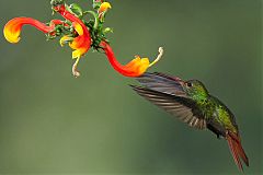 Rufous-tailed Hummingbird