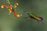 Green-breasted Mango