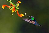 Violet-crowned Woodnymph