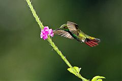 Green-breasted Mango