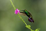 Green-breasted Mango