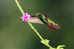 Green-breasted Mango