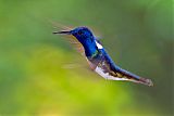 White-necked Jacobinborder=