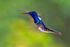 White-necked Jacobin