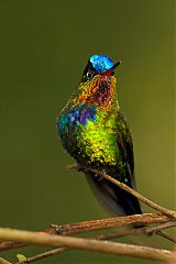 Fiery-throated Hummingbird