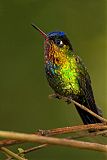 Fiery-throated Hummingbird