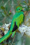 Resplendent Quetzal