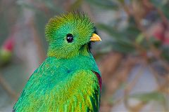 Resplendent Quetzal