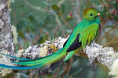 Resplendent Quetzal