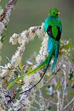 Resplendent Quetzal