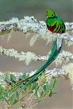 Resplendent Quetzalborder=