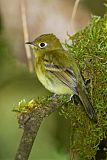 Yellowish Flycatcher