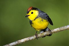 Collared Redstart