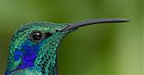 Lesser Violetear