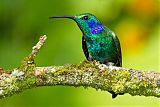 Lesser Violetear