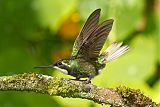 White-throated Mountain-gem