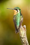 White-throated Mountain-gemborder=