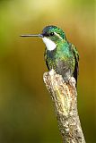 White-throated Mountain-gemborder=