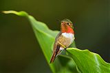 Scintillant Hummingbird