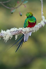 Resplendent Quetzal