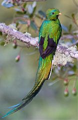 Resplendent Quetzal