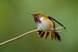 Volcano Hummingbirdborder=