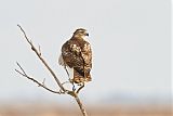 Red-tailed Hawk