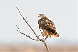Red-tailed Hawkborder=