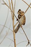 Song Sparrow