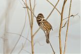 Song Sparrow