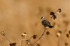 White-crowned Sparrow