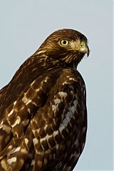 Red-tailed Hawk