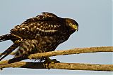 Red-tailed Hawk