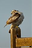 Red-tailed Hawk