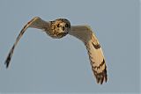 Short-eared Owlborder=