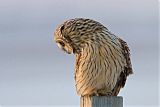 Short-eared Owlborder=