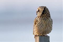 Short-eared Owl