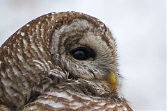 Barred Owl