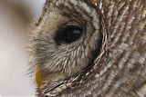 Barred Owl