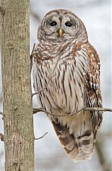 Barred Owl